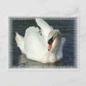 Swan Lake Briefkaart (Voorkant)