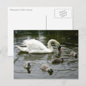 Swan Lake Briefkaart (Voorkant / Achterkant)