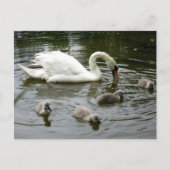 Swan Lake Briefkaart (Voorkant)