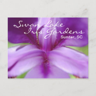 Swan Lake-Iris Gardens Briefkaart