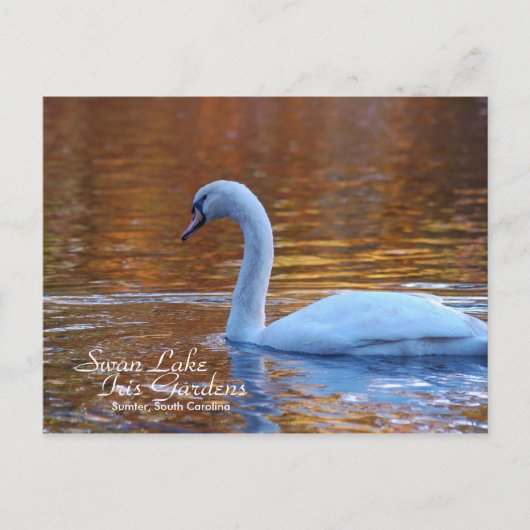 Swan Lake Iris Gardens Briefkaart (Voorkant)