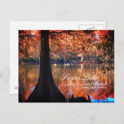 Swan Lake Iris Gardens Briefkaart (Voorkant / Achterkant)