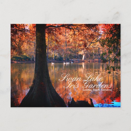 Swan Lake Iris Gardens Briefkaart (Voorkant)