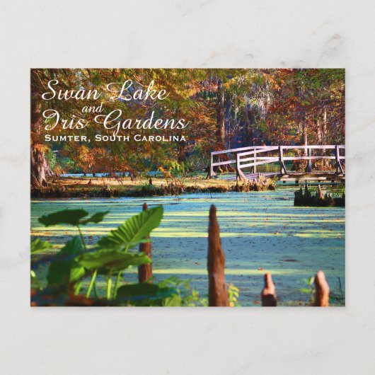 Swan Lake Iris Gardens, Sumter, South Carolina Briefkaart (Voorkant)
