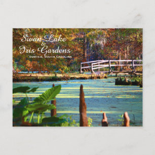 Swan Lake Iris Gardens, Sumter, South Carolina Briefkaart