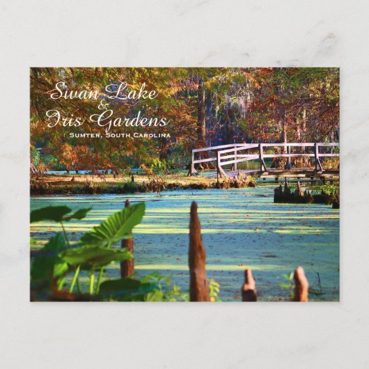 Swan Lake Iris Gardens, Sumter, South Carolina Briefkaart (Voorkant)