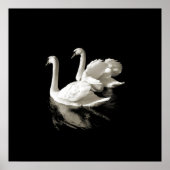 Swan Lake - Zwart-wit poster (Voorkant)