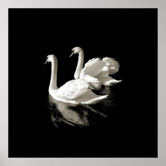 Swan Lake - Zwart-wit poster (Voorkant)