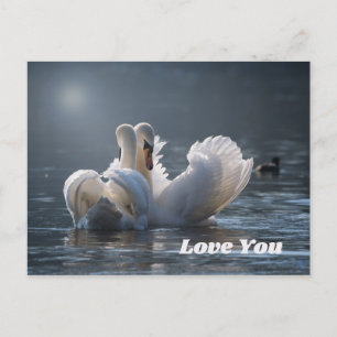 Swan-Love- Briefkaart