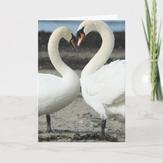 Swan Love Wenskaart Kaart (Voorkant)