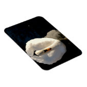 Swan Magneet (Rechterzijde)