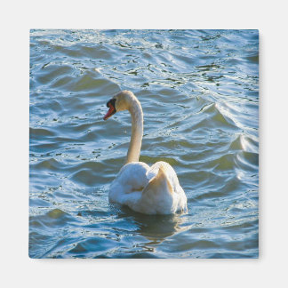 Swan Magneet