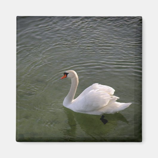 Swan Magnet (Voorkant)