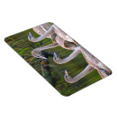 Swan Magnet Magneet (Rechterzijde)