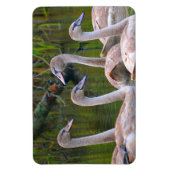 Swan Magnet Magneet (Verticaal)