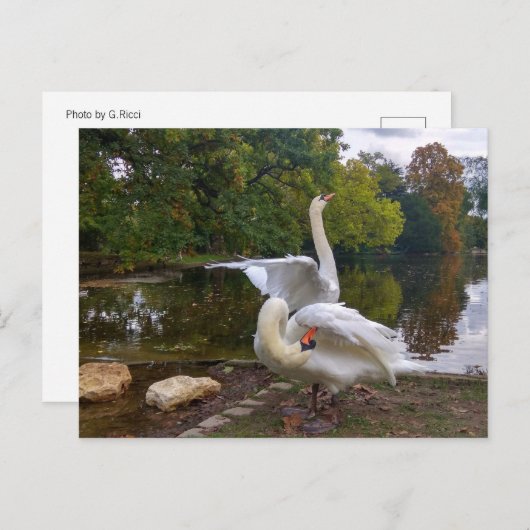 Swan-meer Briefkaart (Voorkant / Achterkant)