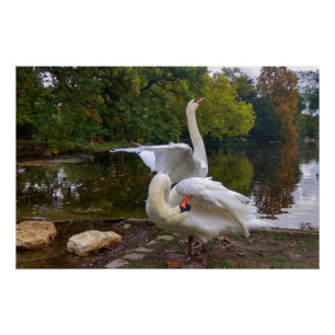 Swan-meer Perfect Poster
