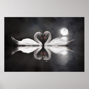 Swan-meerliefde Poster