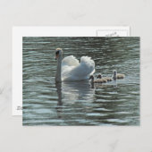 Swan met Cygnets Roath Park Lake, Cardiff, Wales. Briefkaart (Voorkant / Achterkant)