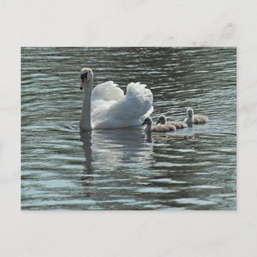 Swan met Cygnets Roath Park Lake, Cardiff, Wales. Briefkaart (Voorkant)