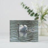 Swan met Cygnets Roath Park Lake, Cardiff, Wales. Briefkaart (Staand voorkant)