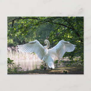 Swan met Wings Spread Briefkaart