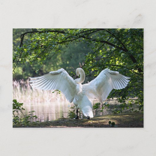 Swan met Wings Spread Briefkaart (Voorkant)