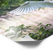 Swan met Wings Spread Foto Afdruk (Hoek)