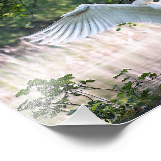 Swan met Wings Spread Foto Afdruk (Hoek)