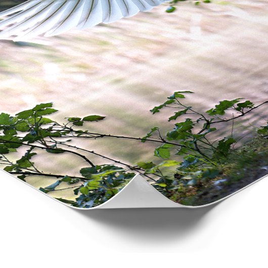 Swan met Wings Spread Poster (Hoek)