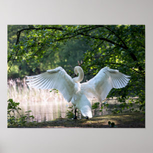Swan met Wings Spread Poster