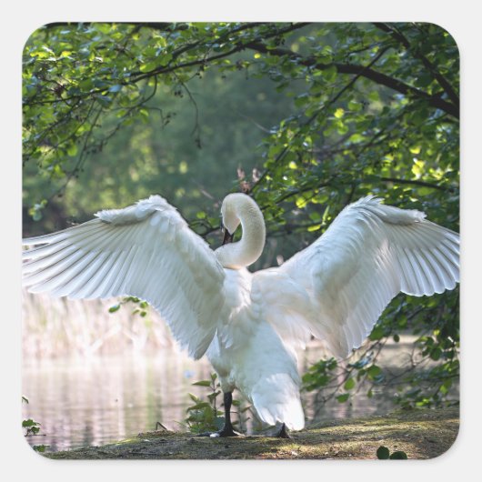 Swan met Wings Spread Vierkante Sticker (Voorkant)