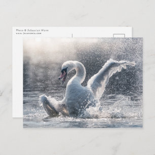 Swan Natuur-fotokaart Briefkaart