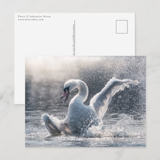 Swan Natuur-fotokaart Briefkaart (Voorkant / Achterkant)