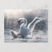 Swan Natuur-fotokaart Briefkaart (Voorkant)