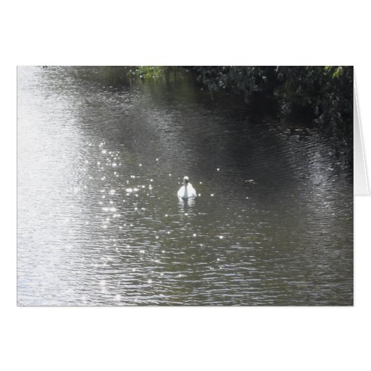 Swan op de rivier (Voorkant Horizontaal)