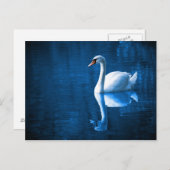 Swan op de rivier briefkaart (Voorkant / Achterkant)