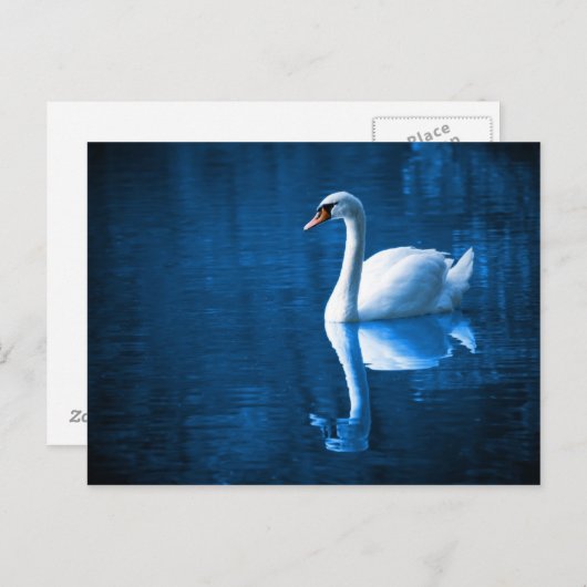 Swan op de rivier briefkaart (Voorkant / Achterkant)