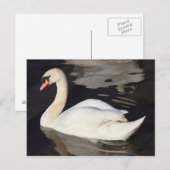 Swan op een II-meer Briefkaart (Voorkant / Achterkant)