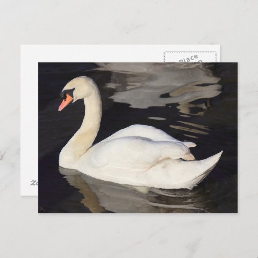 Swan op een II-meer Briefkaart (Voorkant / Achterkant)