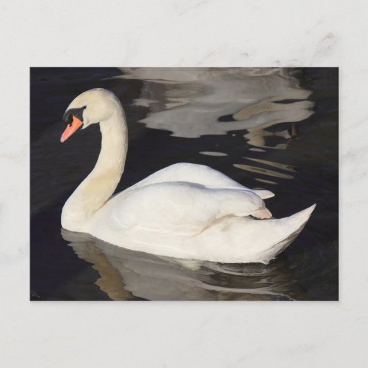 Swan op een II-meer Briefkaart (Voorkant)