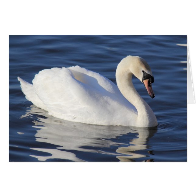 Swan op een meer (Voorkant Horizontaal)