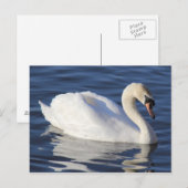 Swan op een meer briefkaart (Voorkant / Achterkant)