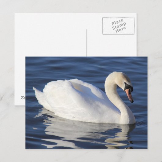 Swan op een meer briefkaart (Voorkant / Achterkant)
