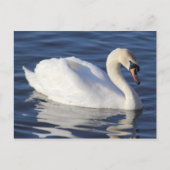 Swan op een meer briefkaart (Voorkant)