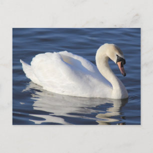 Swan op een meer briefkaart