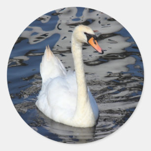 Swan op een meer ronde sticker