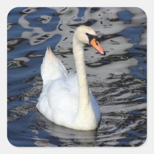 Swan op een meer vierkante sticker
