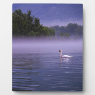 Swan op het meer fotoplaat