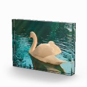 Swan op Pond Fotoblokken (Rechts)